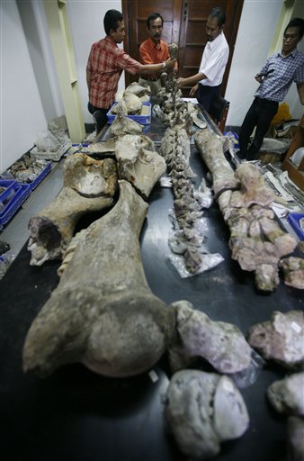 Indonesia Prehistoric Elephant